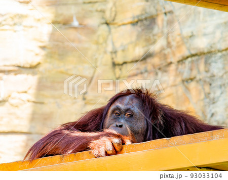 真夏の一番暑い時間帯のオランウータン お疲れモード 真夏の一番暑い時間帯のオランウータン お疲れモード 93033104