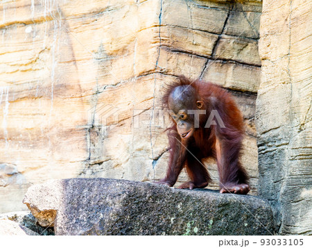 真夏の一番暑い時間帯 元気で活発な子どものオランウータン 真夏の一番暑い時間帯 元気で活発な子どものオランウータン 93033105