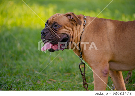Brown pitbull puppy on the green field. 93033478