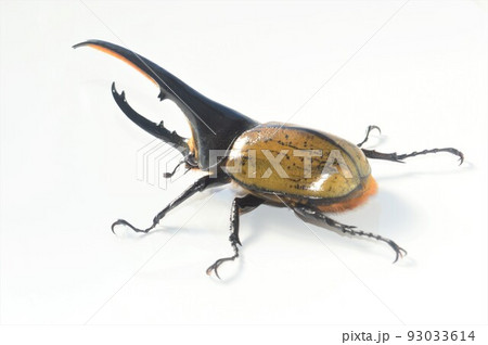 ヘラクレスオオカブトのヘラクレスヘラクレス　白背景 93033614