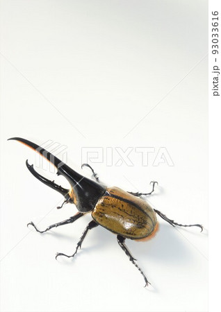 ヘラクレスオオカブトのヘラクレスヘラクレス　白背景 93033616
