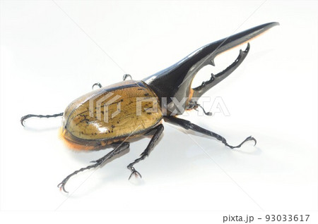 ヘラクレスオオカブトのヘラクレスヘラクレス　白背景 93033617