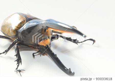 ヘラクレスオオカブトのヘラクレスヘラクレス　白背景 93033618