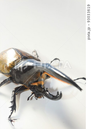 ヘラクレスオオカブトのヘラクレスヘラクレス 白背景 ヘラクレスオオカブトのヘラクレスヘラクレス 白背景 93033619