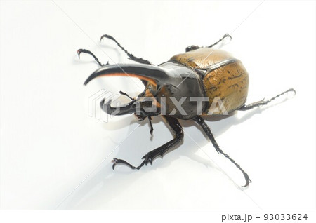 ヘラクレスオオカブトのヘラクレスヘラクレス　白背景 93033624