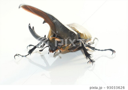 ヘラクレスオオカブトのヘラクレスヘラクレス　白背景 93033626