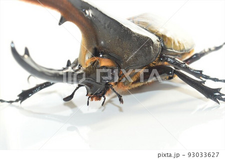 ヘラクレスオオカブトのヘラクレスヘラクレス　白背景 93033627