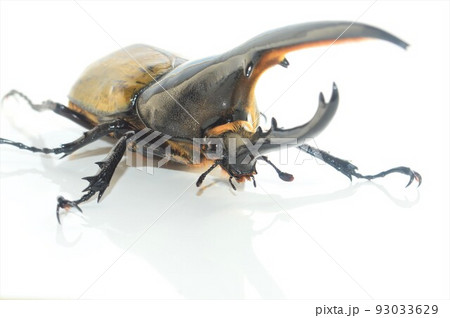 ヘラクレスオオカブトのヘラクレスヘラクレス　白背景 93033629