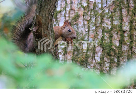 秋の味覚を堪能するエゾリス「秋の北海道」 93033726