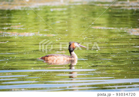 The waterfowl bird Great Crested Grebe swimming in the calm lake The waterfowl bird Great Crested Grebe swimming in the calm lake 93034720