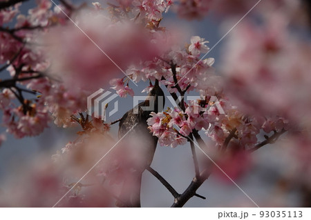 桜の蜜吸うヒヨドリ 桜の蜜吸うヒヨドリ 93035113