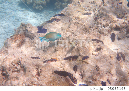 スキンダイビング 素潜り 景色 93035143