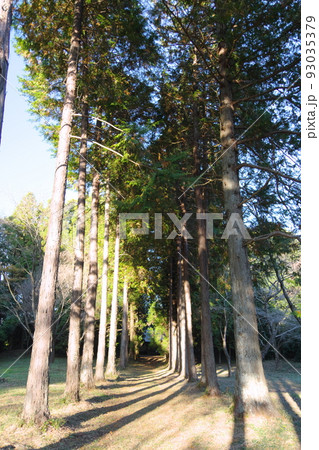 羽黒神社参道の木々 羽黒神社参道の木々 93035379