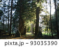 羽黒神社参道の木々 93035390