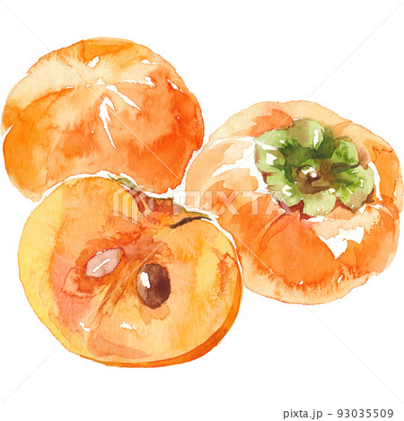 柿の水彩画のイラスト素材 [93035509] - PIXTA