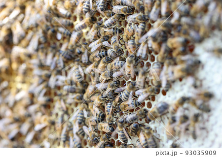 Honeycomb frame with bee family, swarm of bees gathering nectar Honeycomb frame with bee family, swarm of bees gathering nectar 93035909
