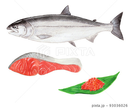 鮭と切り身といくらの水彩 93036026
