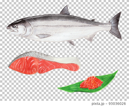 鮭と切り身といくらの水彩 93036026