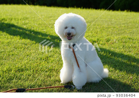 夏の夕暮れ芝生の上でお座りをする白犬 93036404