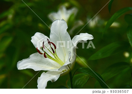 百合の花 百合の花 93036507