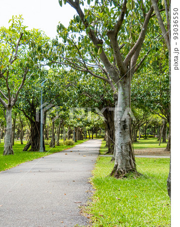 Green alley with trees in the park 93036550