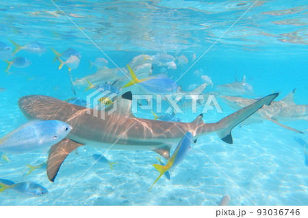 サメ 鮫 シャーク 93036746