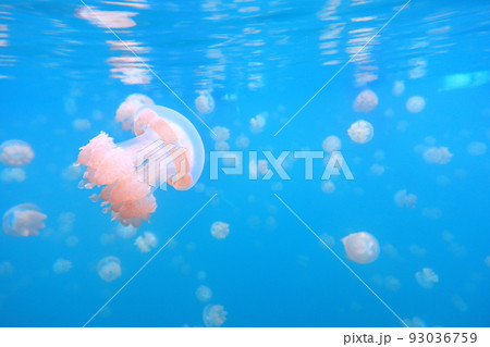 ジェリーフィッシュレイク 景色 風景 93036759