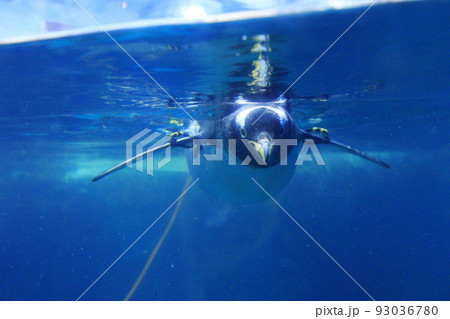 ペンギン ぺんぎん ペンギン 93036780