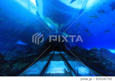 水族館 アクアリウム 水族園 93036792