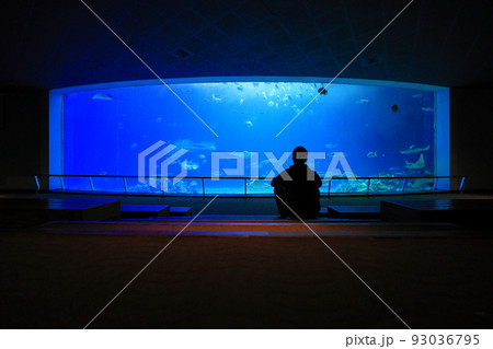 水族館 アクアリウム 水族園 93036795