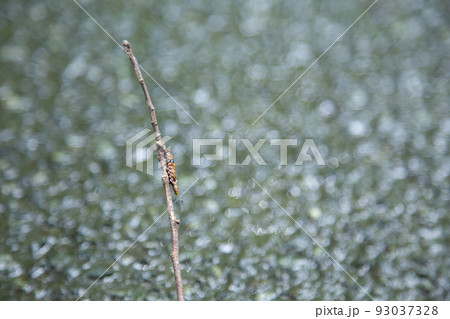 木の枝を伝っている虫 93037328