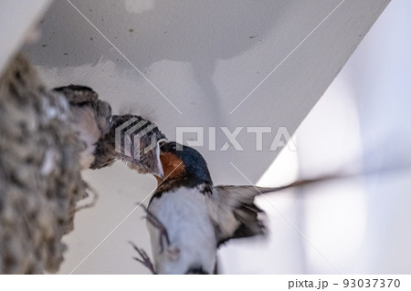 ツバメの給餌（子育て） 93037370