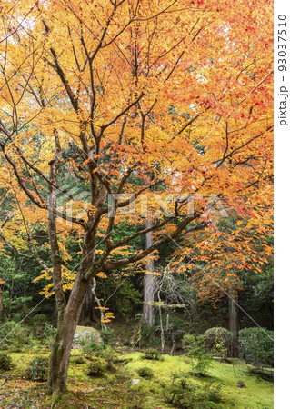 詩仙堂の紅葉 詩仙堂の紅葉 93037510