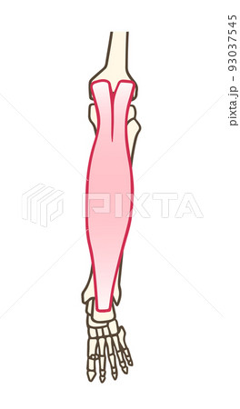 腓腹筋、下腿三頭筋、アキレス腱、ふくらはぎ 腓腹筋、下腿三頭筋、アキレス腱、ふくらはぎ 93037545