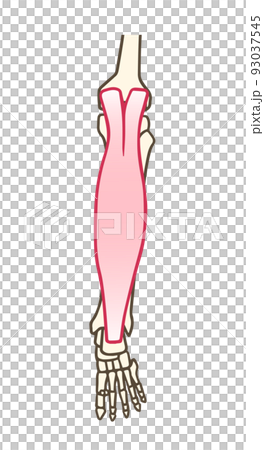 腓腹筋、下腿三頭筋、アキレス腱、ふくらはぎ 腓腹筋、下腿三頭筋、アキレス腱、ふくらはぎ 93037545
