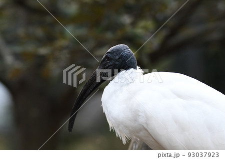 クロトキ9 93037923