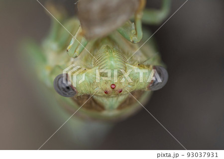Close up shot of a newly emerged cicadas head Close up shot of a newly emerged cicadas head 93037931