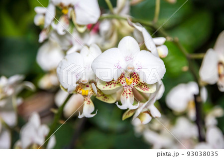 Orchid flower, Phalaenopsis Orchid flower, Phalaenopsis 93038035