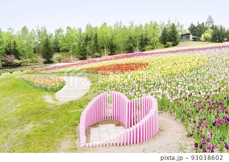 チューリップ　滝野すずらん丘陵公園　札幌市 93038602