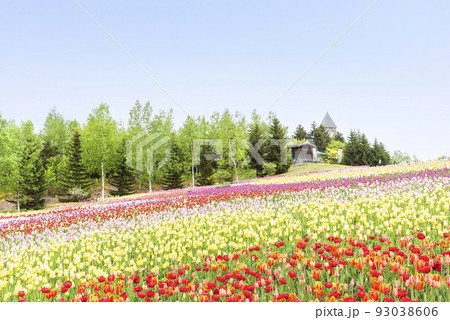 チューリップ 滝野すずらん丘陵公園 札幌市の写真素材