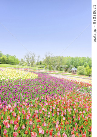 チューリップ 滝野すずらん丘陵公園 札幌市 チューリップ 滝野すずらん丘陵公園 札幌市 93038621