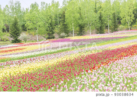 チューリップ 滝野すずらん丘陵公園 札幌市の写真素材