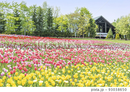 チューリップ　滝野すずらん丘陵公園　札幌市 93038650