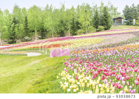 チューリップ 滝野すずらん丘陵公園 札幌市の写真素材