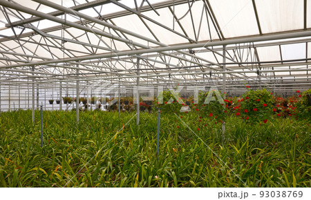Bromeliad flower and Orchid nursery farm ornamental and flower green plant growing and hanging in the garden greenhouse under roof, selective focussed Bromeliad flower and Orchid nursery farm ornamental and flower green plant growing and hanging in the garden greenhouse under roof, selective focussed 93038769