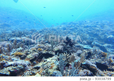 シュノーケリング スノーケリング スキューバーダイビング 93038799