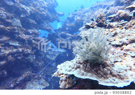 シュノーケリング スノーケリング スキューバーダイビング 93038802