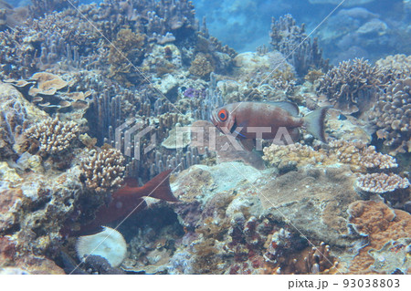 シュノーケリング スノーケリング スキューバーダイビング 93038803