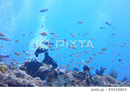 シュノーケリング スノーケリング スキューバーダイビング 93038804