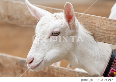 可愛いヤギ 93039397
